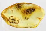 Fossil Beetle (Ptinidae) in Baltic Amber #372531-1